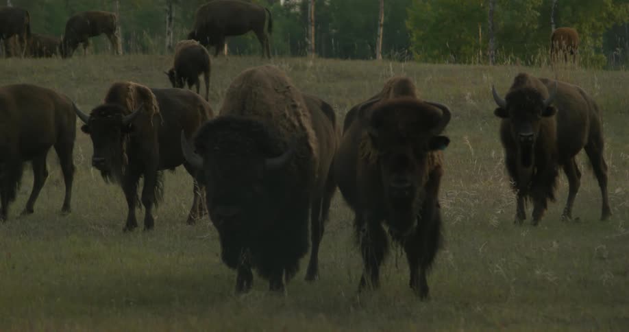 A group of buffalo stand together in the grass