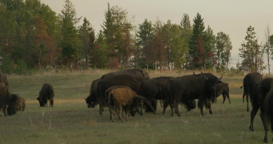 The bulls are grazing on grass