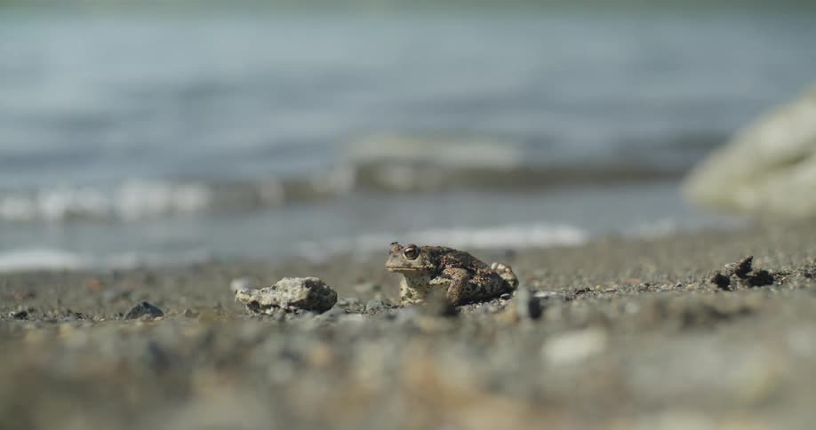 A frog eating insects on the beach