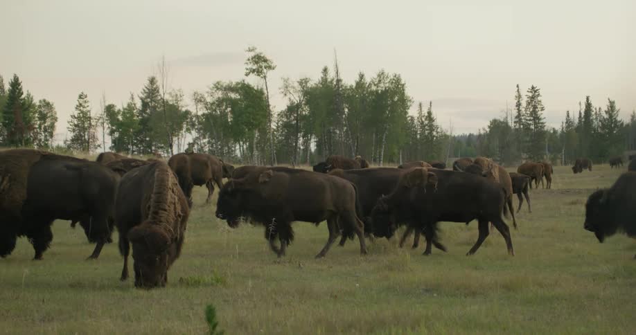 Buffaloes eating and walking in a pasture