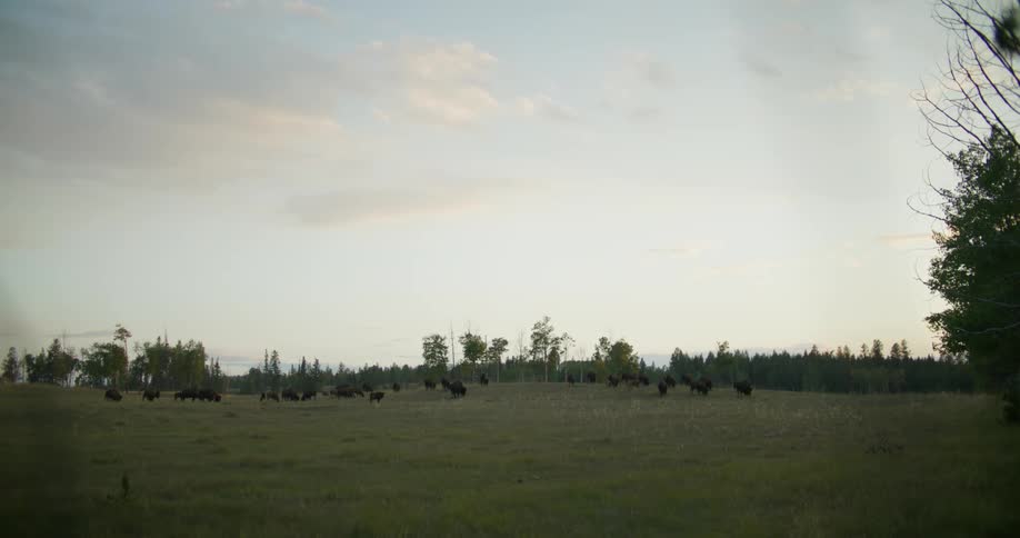 A herd of cows grazing on a field ofgreen grass at dusk or dawn