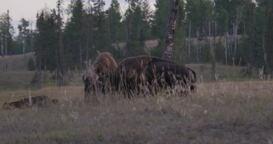 A herd of buffaloes in a pasture during sunset