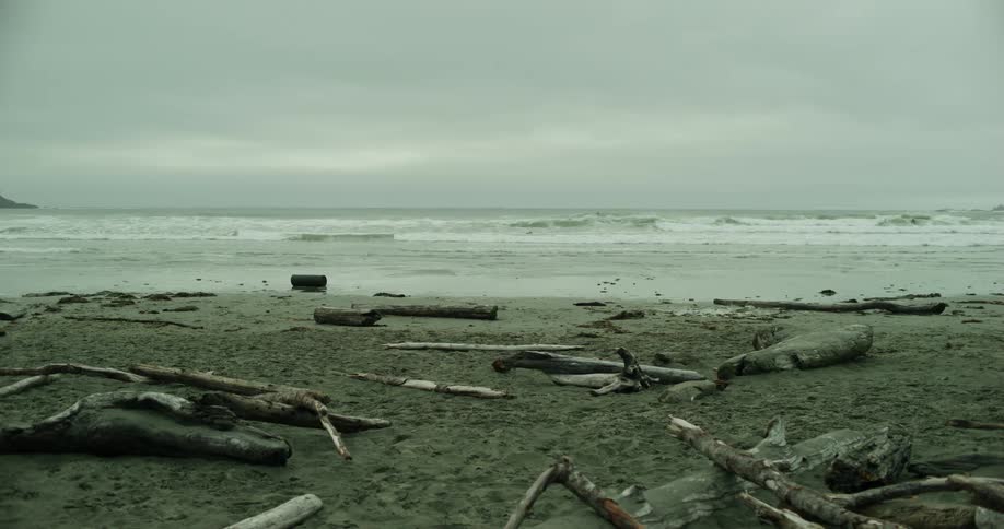 Several branches in the sand of a beach