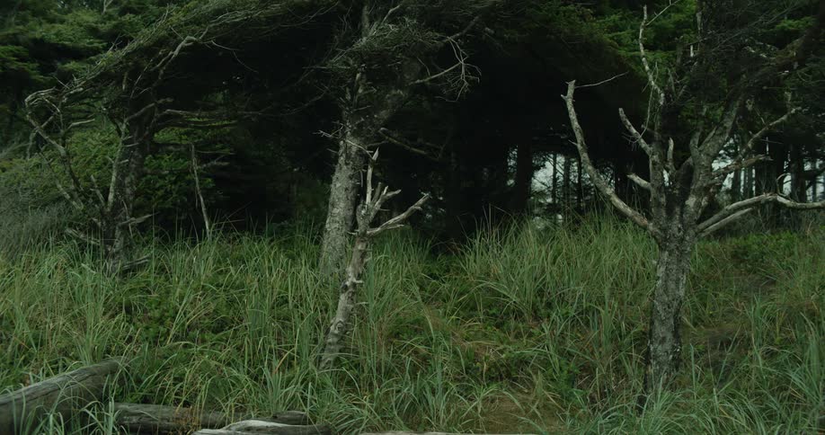 A quiet forest patch
