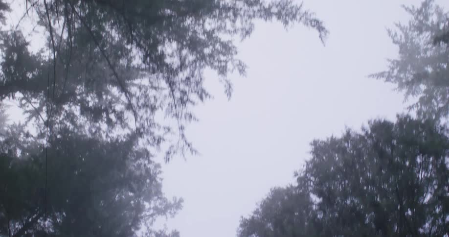Trees seen while facing the sky and moving forward