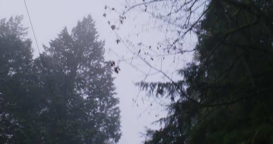 Ground perspective of a hazy clouded grayble sky through the treetops along a path with a powerline