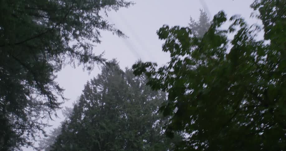 A view of the sky with several trees passing by the sides