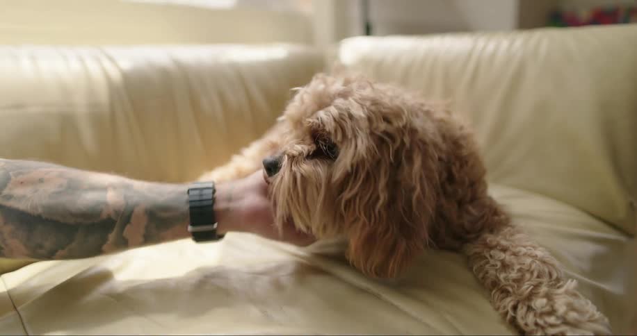 A person petting a poodle lying on the couch