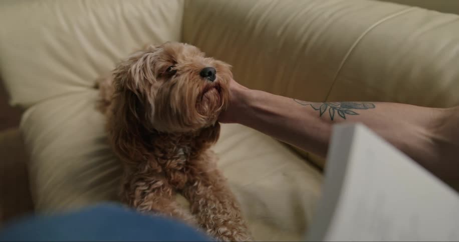 A man in jeans adorned with a tattoo sits on a beige couch in a living room petting a brown dog and engrossed in a book