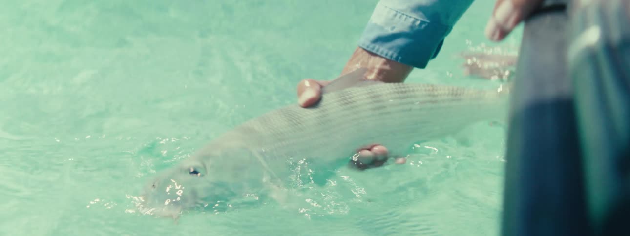 Fisherman pulls fish from water and reaches for fishing hook
