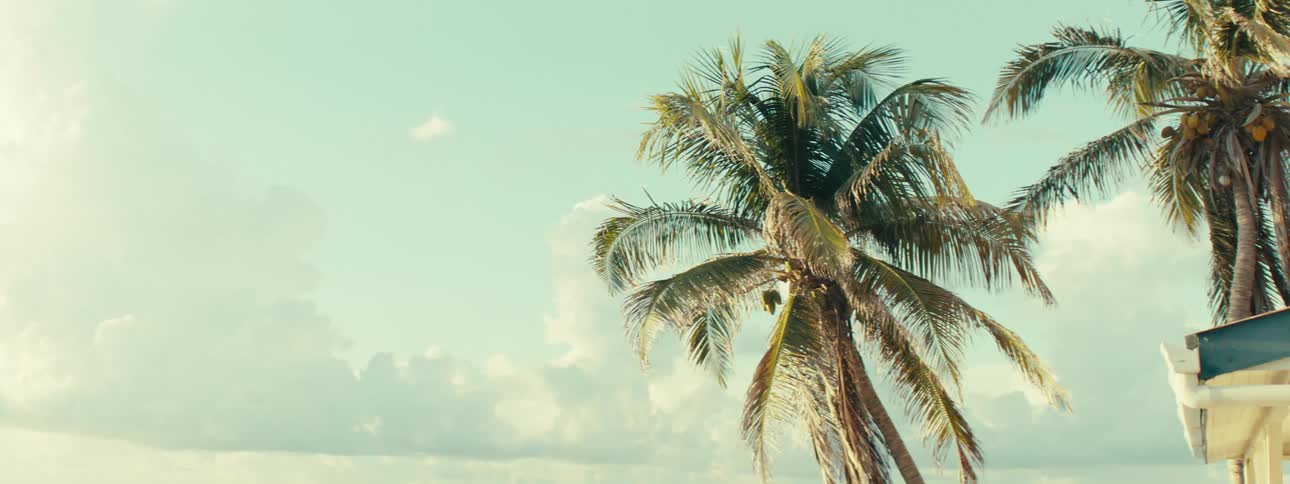 Palm leaves swaying in the wind during the day