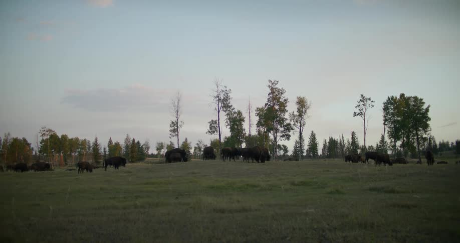 A plain grassland with few trees
