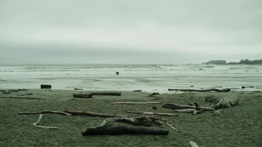 The beach is filled with log of woods as there is little waves in the sea