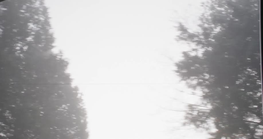 Upward view of trees in a forest