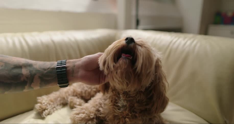 Man sitting on the couch petting his dog by his side