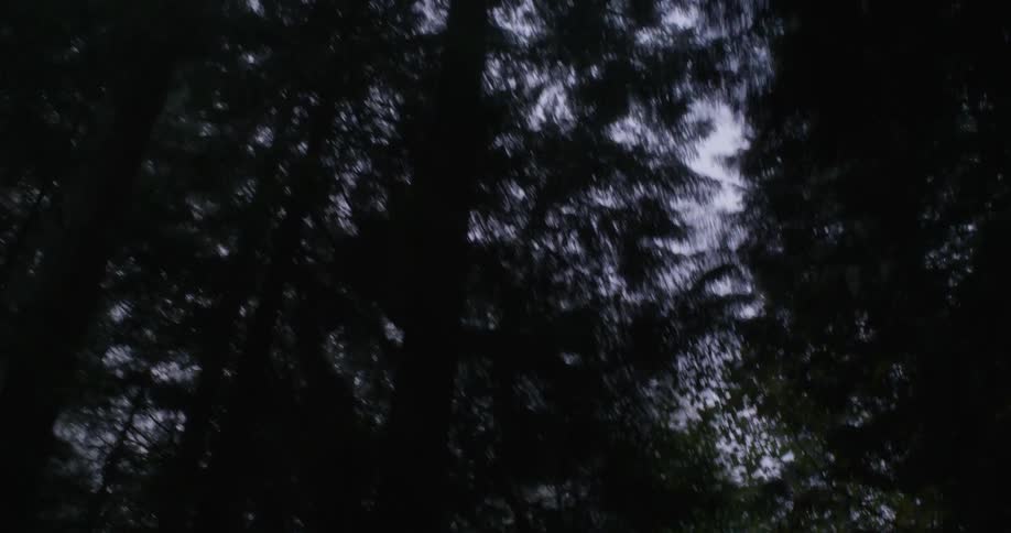 Tall trees shoot straight up into a hazy dull blue sky