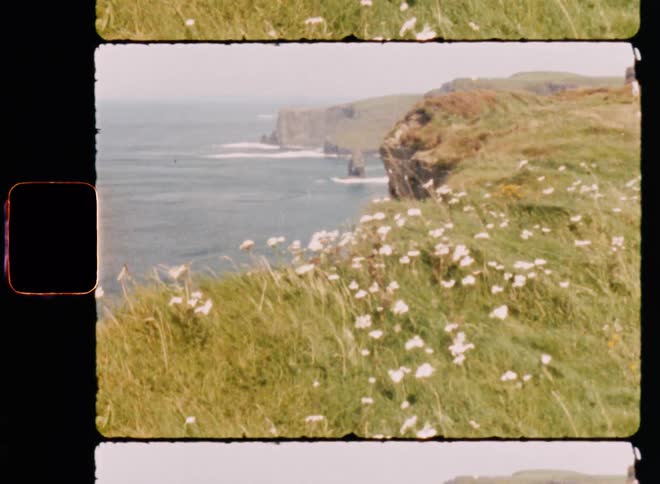 White flowers bend in the breeze on green coastal cliff