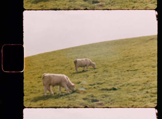 Sheep peacefully grazing on lush green grass in a picturesque meadow