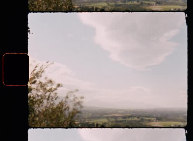 A landscape of the horizon and in front there is a plant moving with the wind