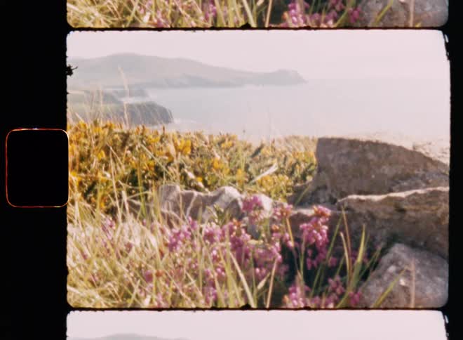 A flowery meadow with a mountainous sea coast