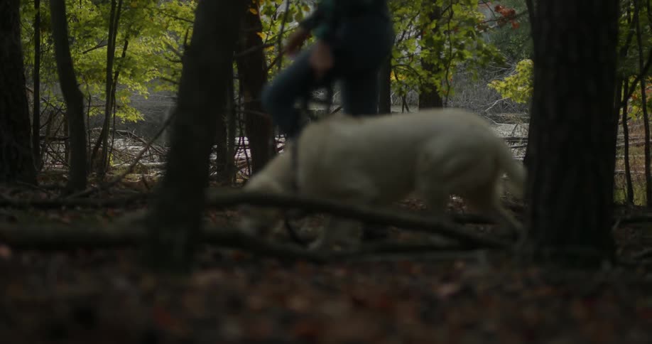 Man walks a white dog in the forest