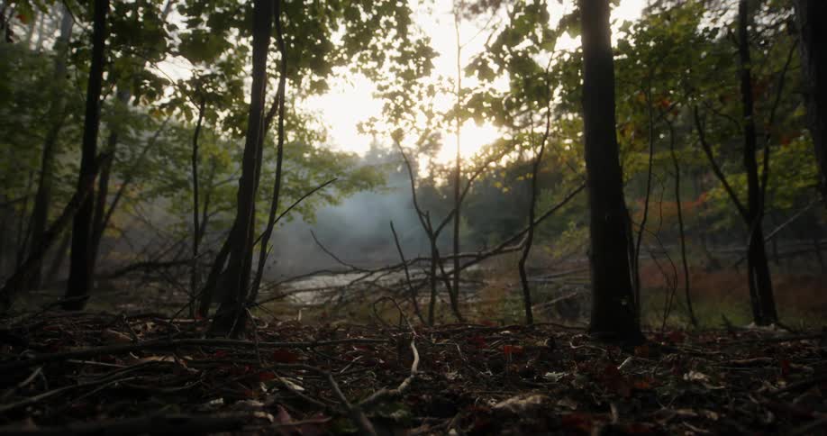 Smoke or dense mist in the forest at morning