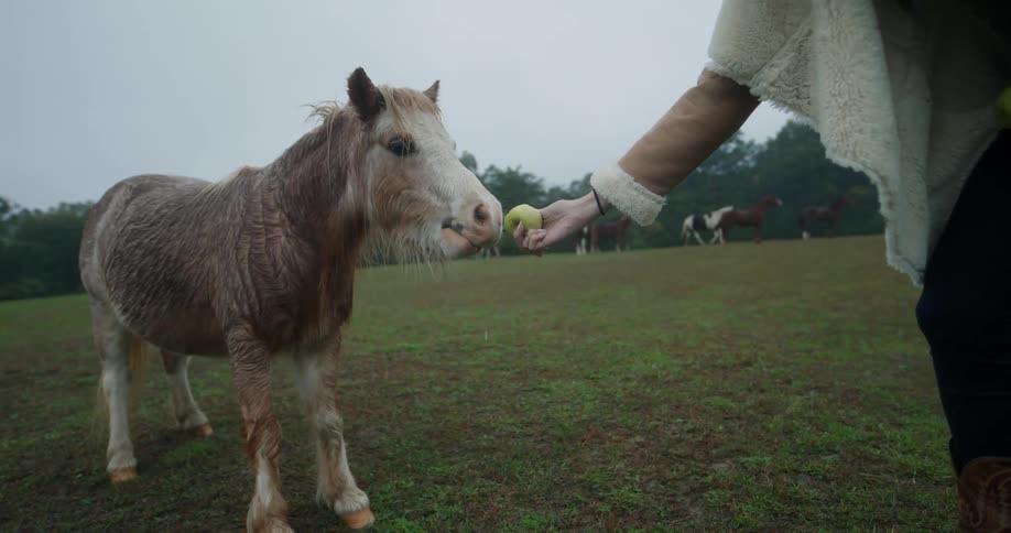 Woman feeds an apple to a miniature horse in a grassy field on a cool cloudy overcast day