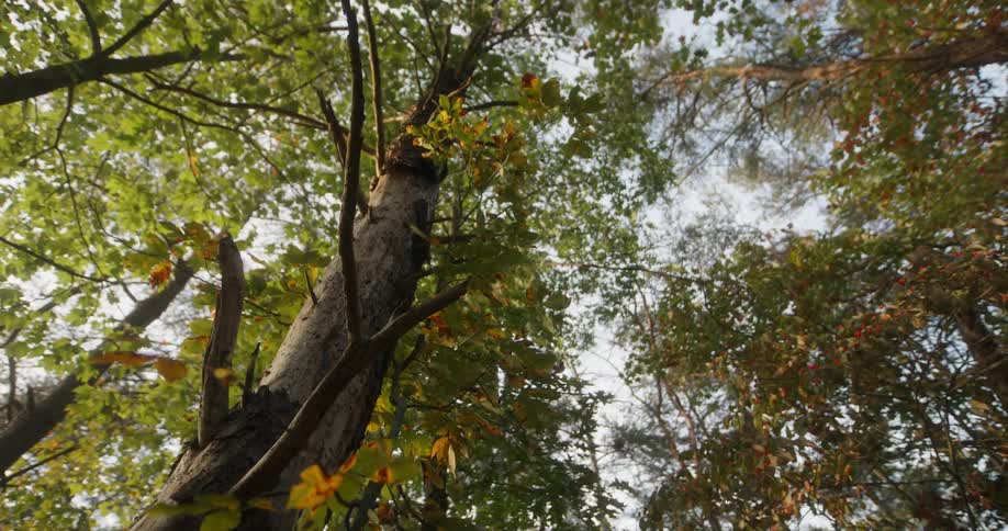Upward view of a tree trunk with branches bearing green and autumncolored leaves against a clear sky