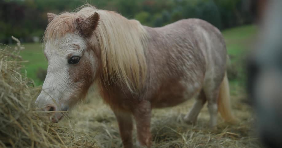 A pony eating hay in a grassy field