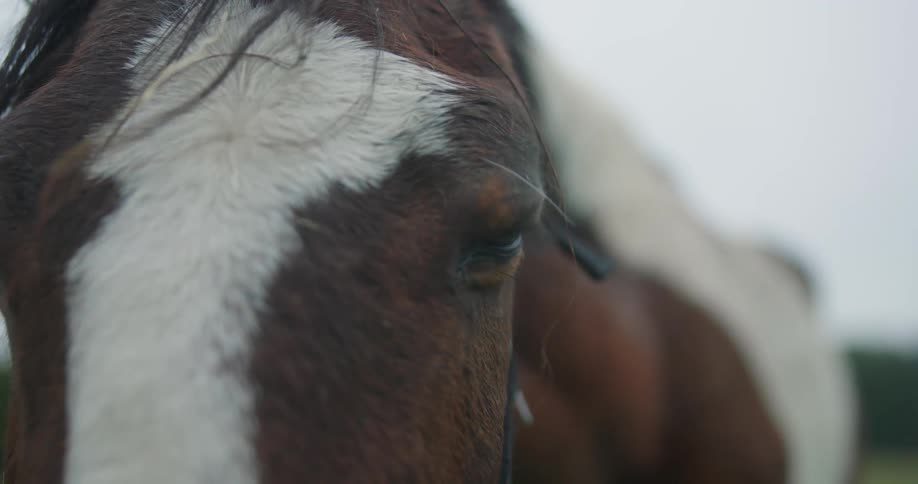 A large horse stands outdoors under a gray sky while blinking its eyes
