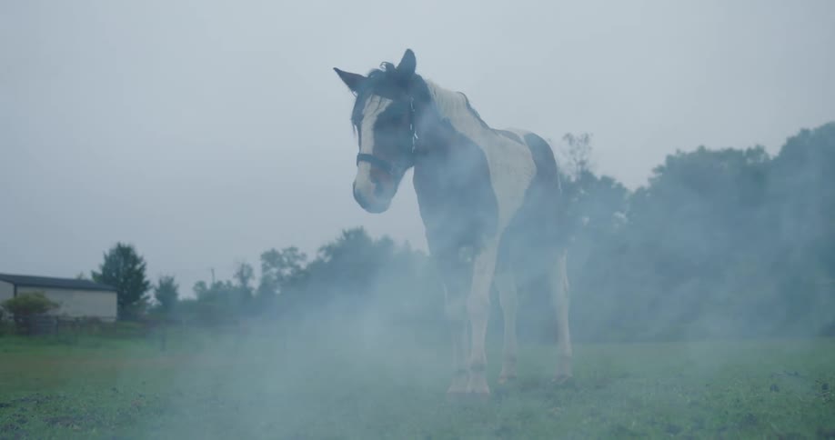 A horse on the ranch with white smoke in front