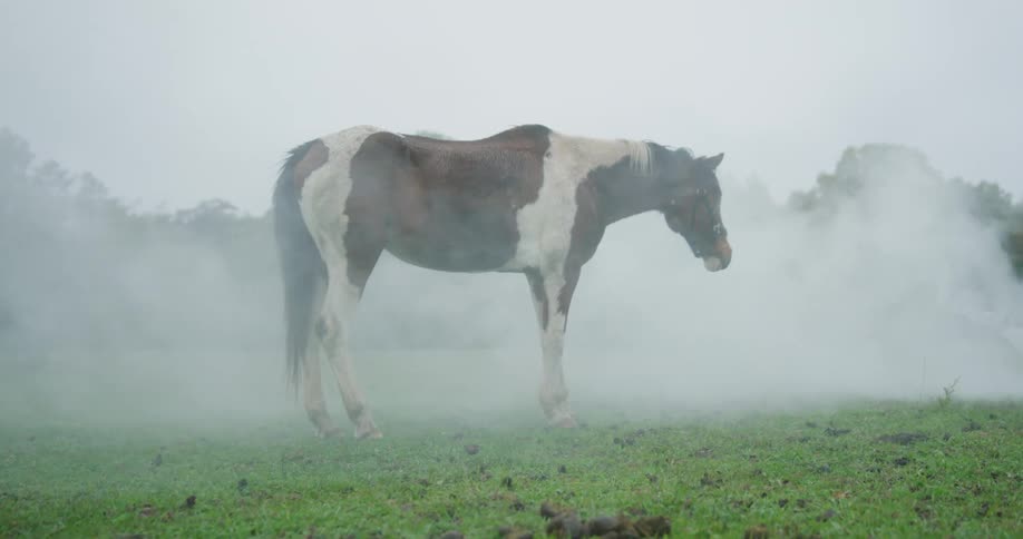 A clip of an horse standing beside a smoke on the grass field