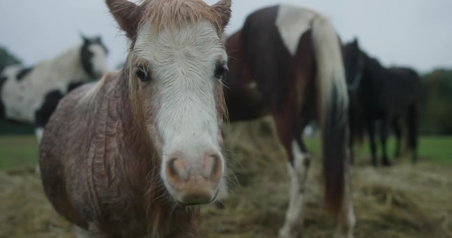 Group of horses eating hay on a cloudy day