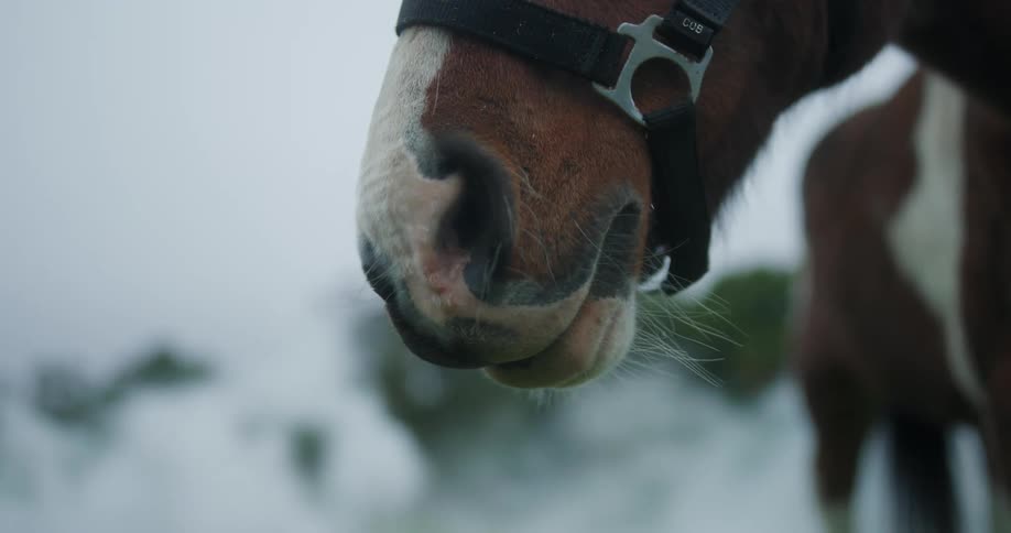 A closeup of a horses nose and muzzle in the field