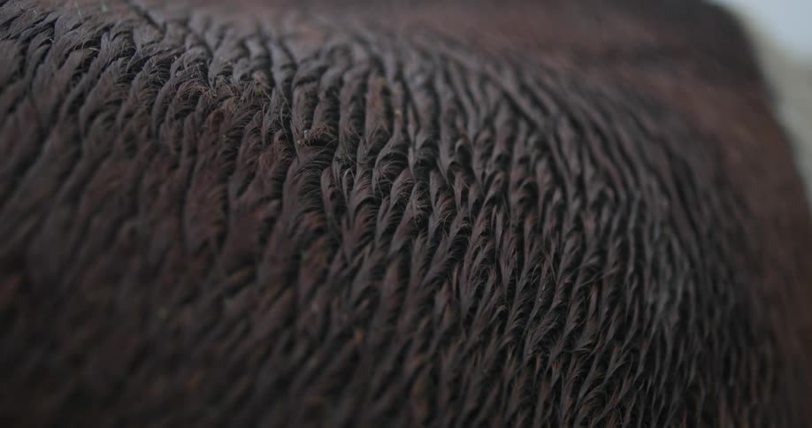 Closeup of an animals brown fur
