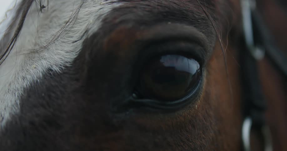 The eye of a brown horse stares straight twitching slightly then blinks as the head turns away