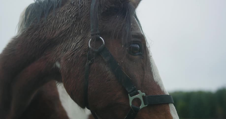 Smoke flows past the horse