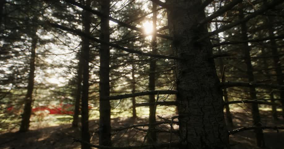Sunlight illuminates a forest that is full of towering trees