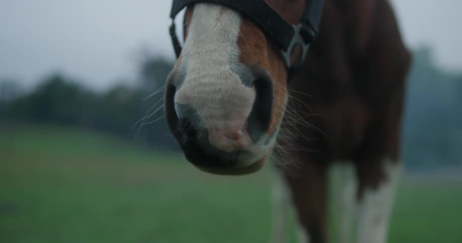 Closeup of a horses muzzle in an outdoor field