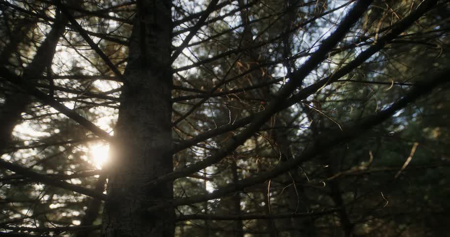 Forest of dry trees during cold morning