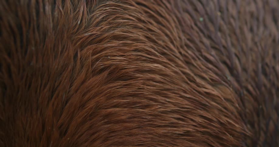 Partially wet short brown hair covers animal