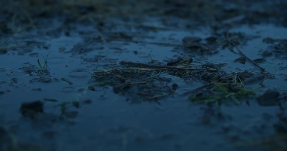 Water forms puddles on the ground as the rain falls
