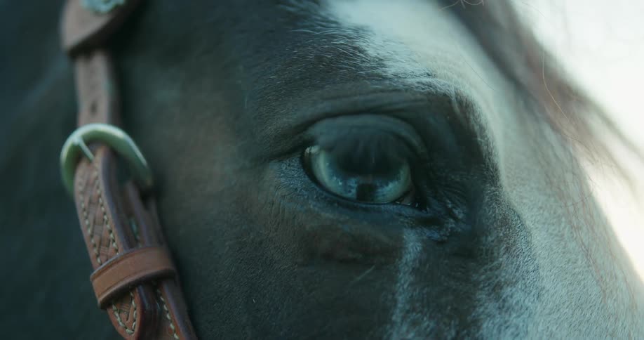 A closeup view of the expressive eye of a white and black horse