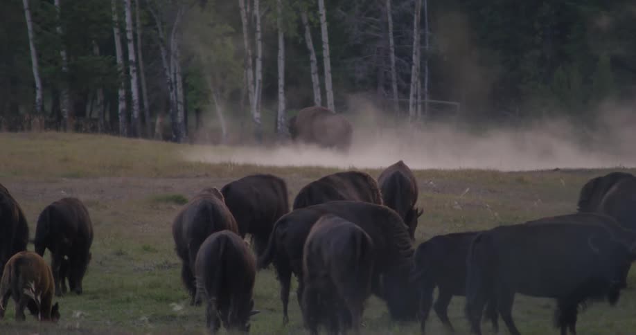 A herd of bison are gathered near a forest and a hot spring