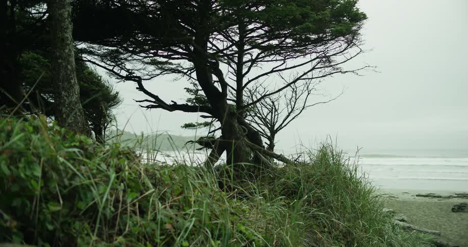 Plants and trees by the beach side