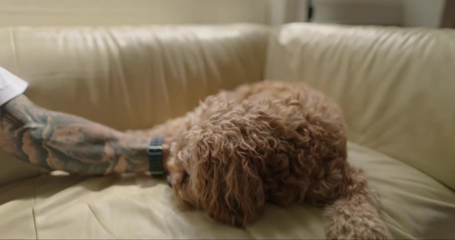 Man sitting on the couch in the living room in front of a window petting his dog by his side