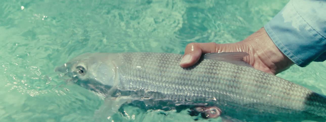 A person holding a fish that is almost submerged in the water