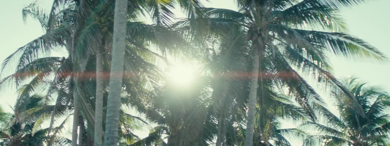 View of palm trees with sunlight reflection