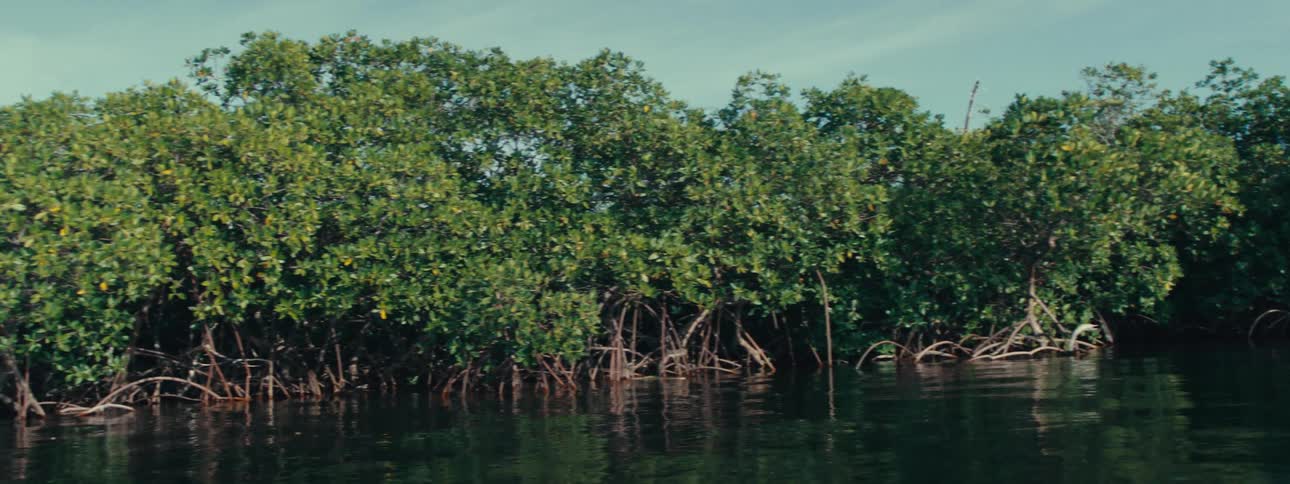 View of a river with water trees