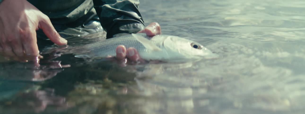 A person with a fish in their hands on the beach
